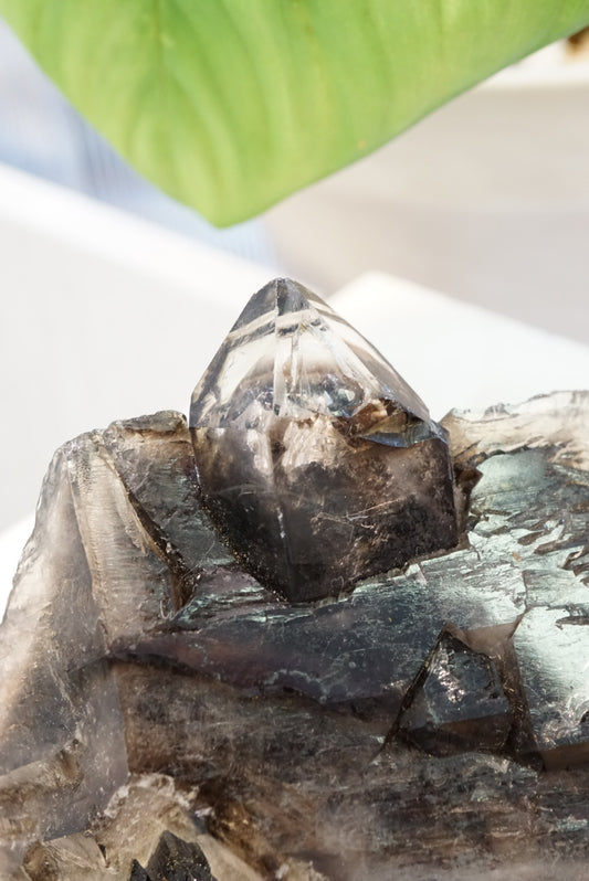 巴西鱷魚骨幹黑水晶 - ART OF GEM