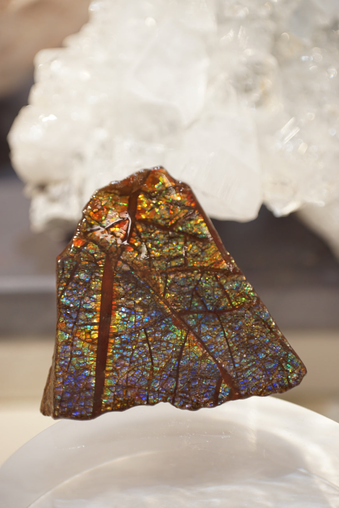 加拿大班彩 Canada Ammolite - ART OF GEM