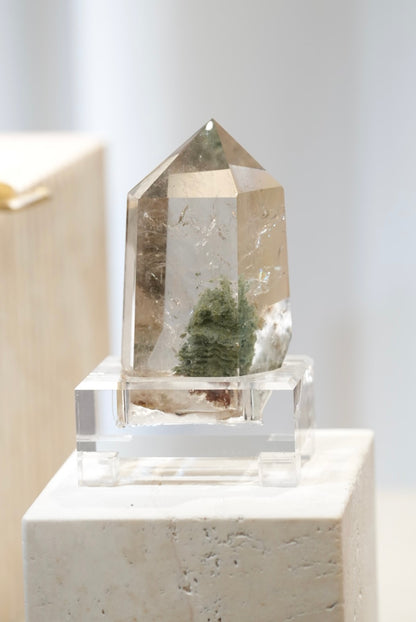 「聖誕樹」千層綠幽靈柱