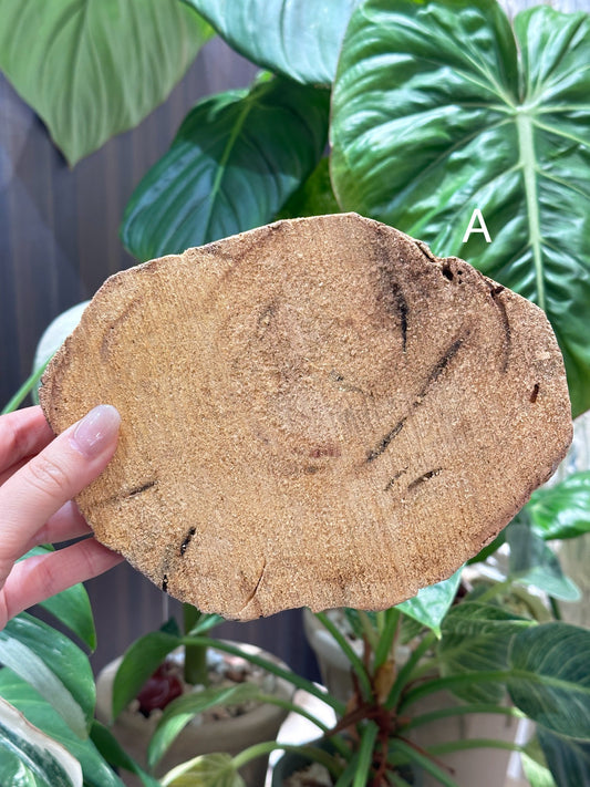 Bowls that sing 秘魯聖木板 Palo Santo from Peru