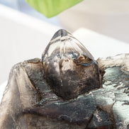 巴西鱷魚骨幹黑水晶 - ART OF GEM 