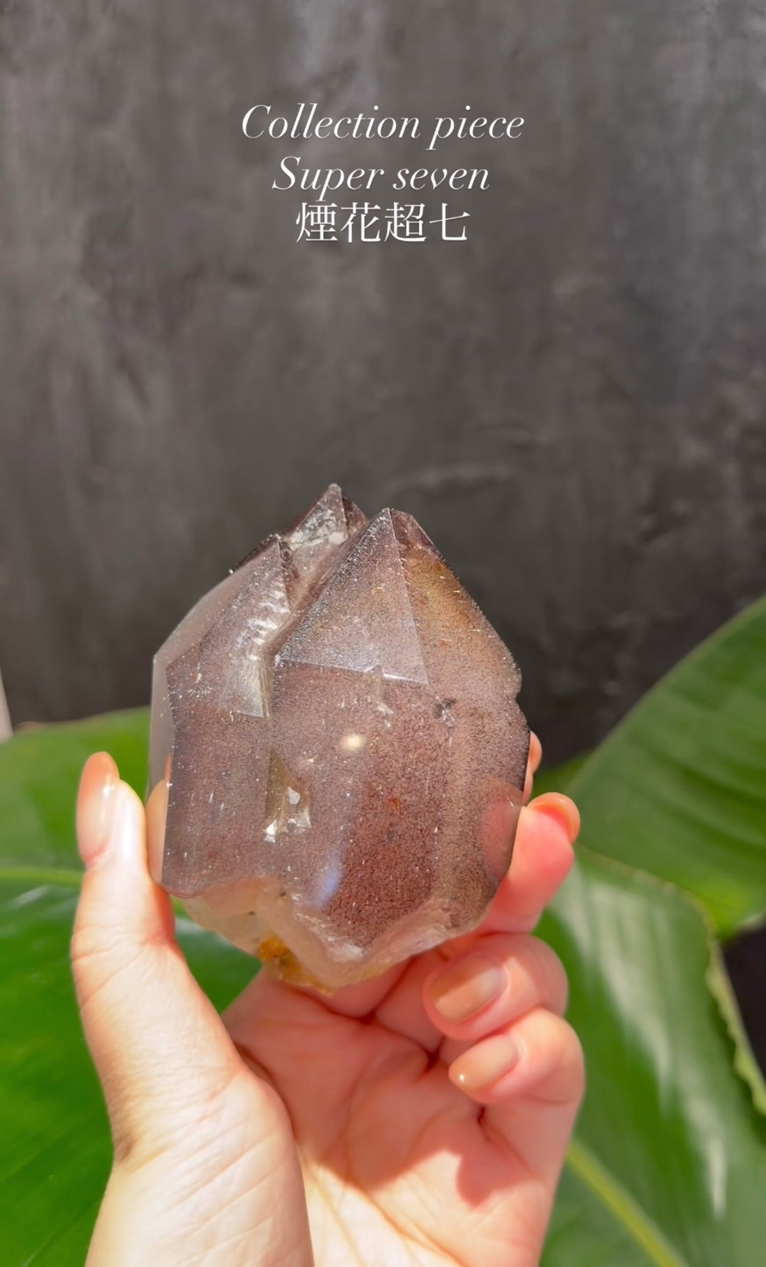 收藏級煙花黑超七