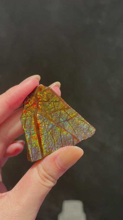 加拿大班彩 Canada Ammolite