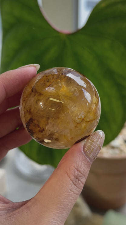 黄金治癒者/黃膠花球 Golden Healer Sphere