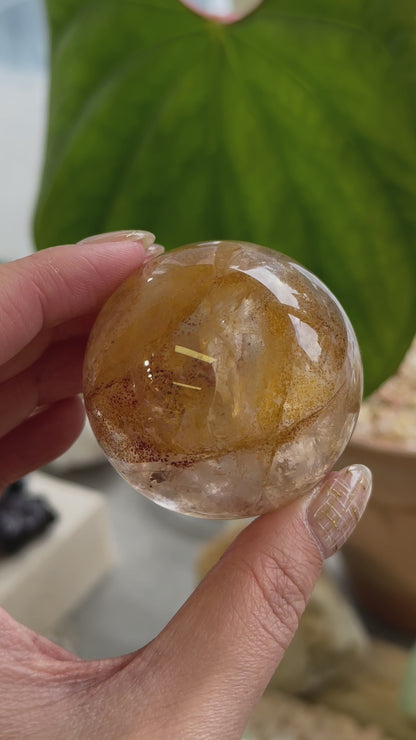 黄金治癒者/黃膠花球 Golden Healer Sphere
