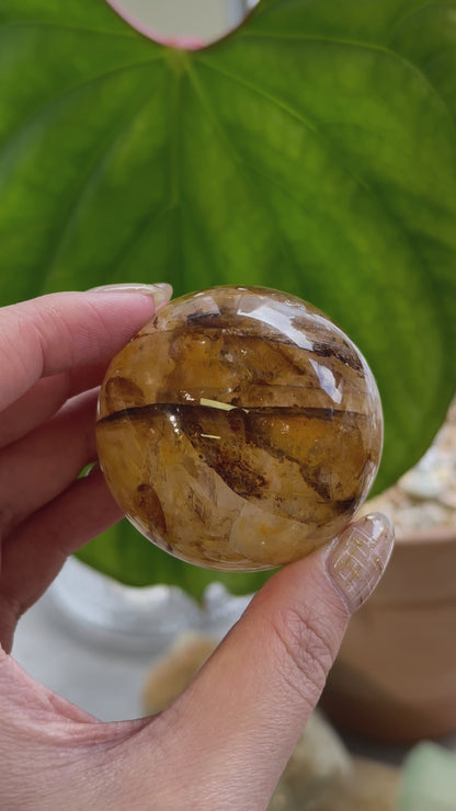 黄金治癒者/黃膠花球 Golden Healer Sphere